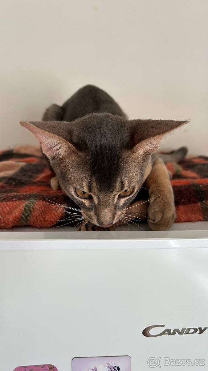 Habešsky kocourek - 3
