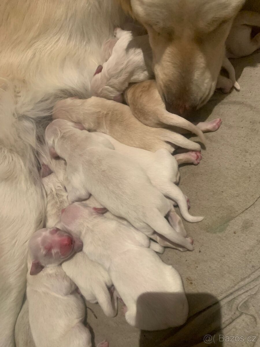 Zlatý retrívr bez PP 🐶 - 3