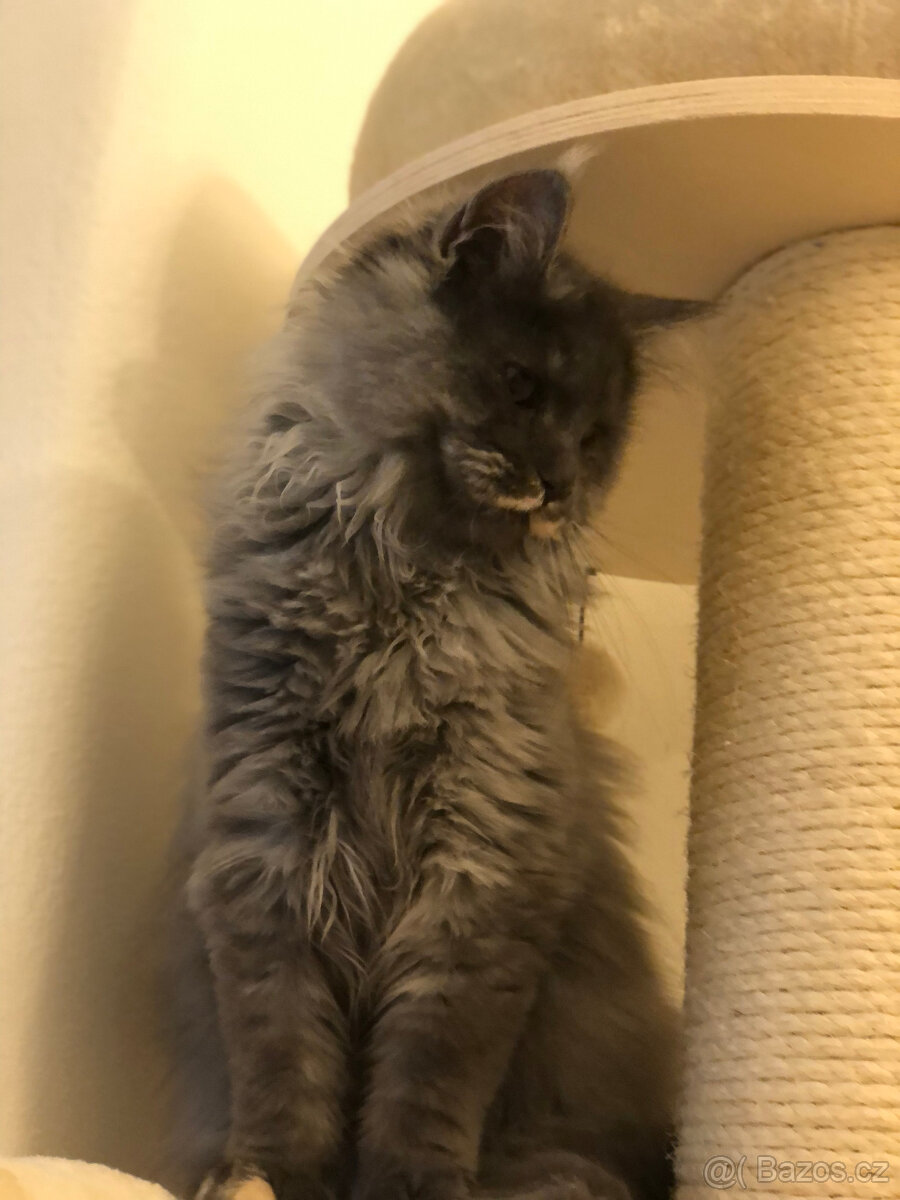 Mainská mývalí s PP - 3