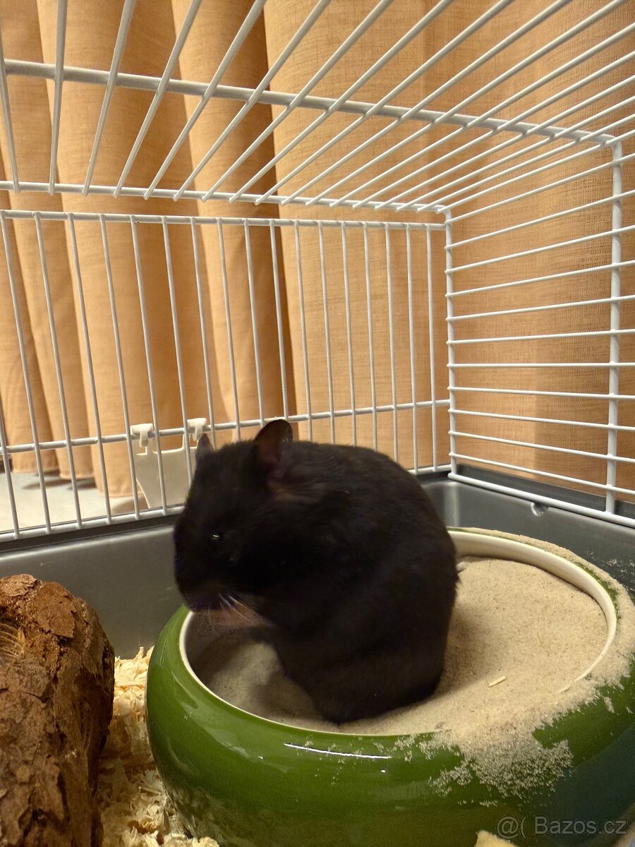 Křeček Syrský kratkosrsty - 3