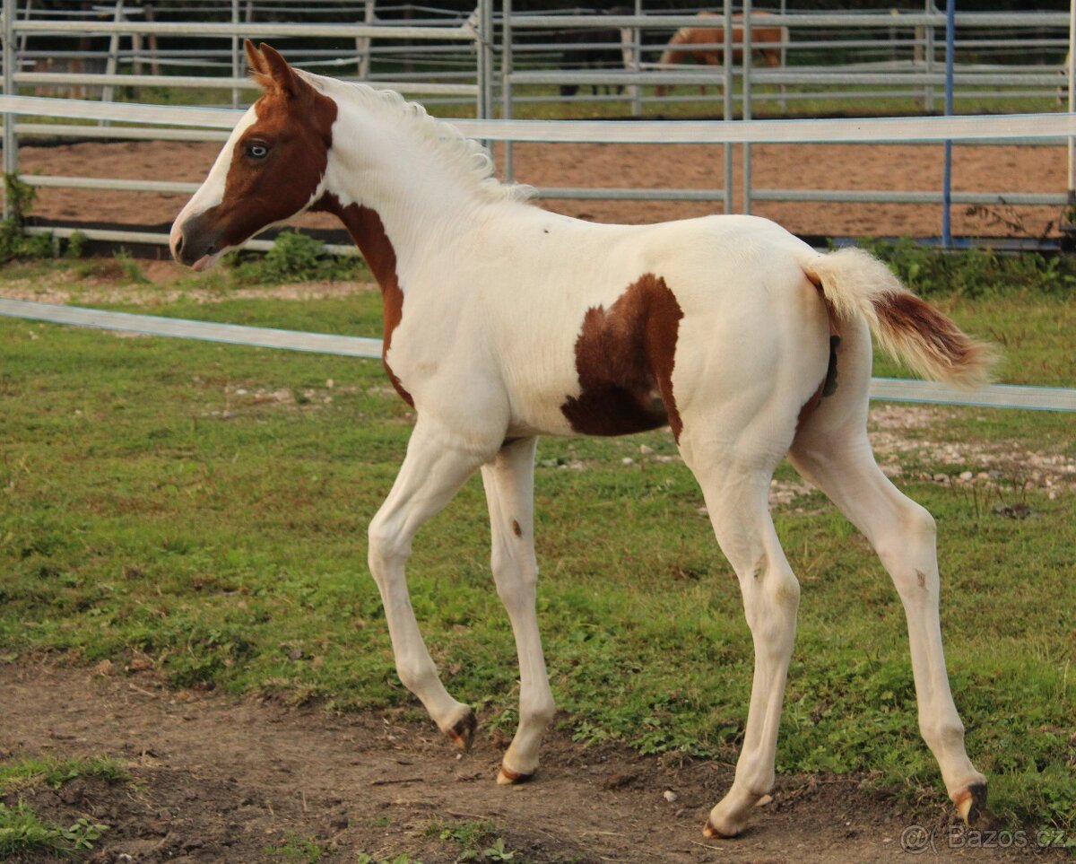 APH klisna po Cat Prints - 3