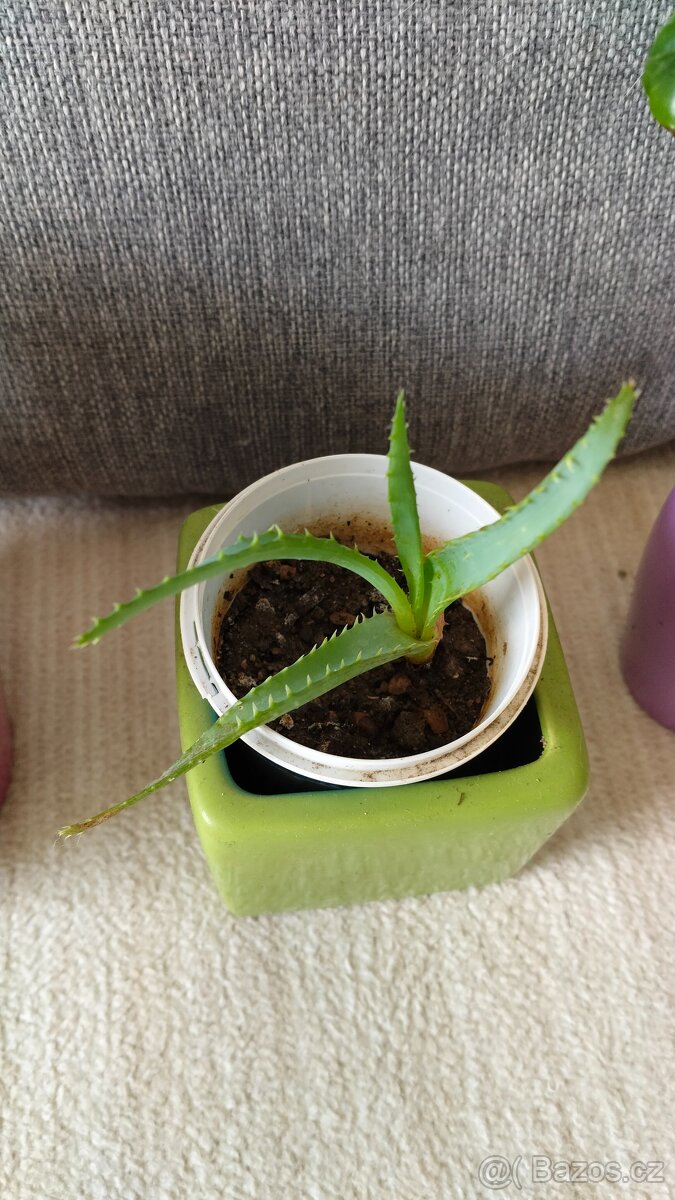 Prodam rostliny, kvetiny - 3