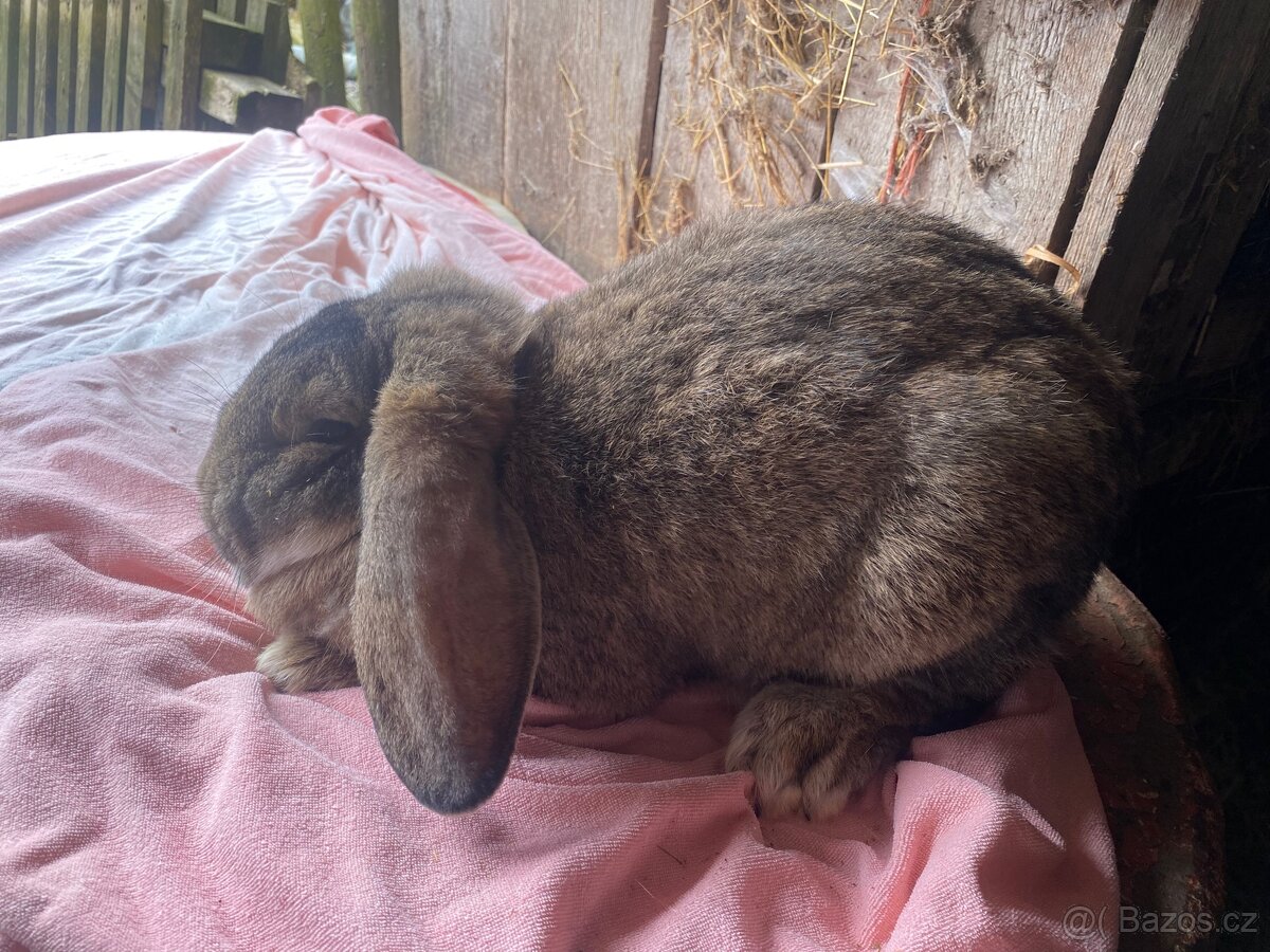 Samice na prodej - 3