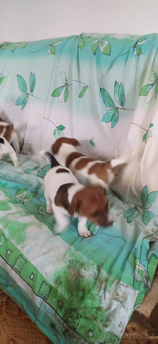 Jack Russell teriér - 3