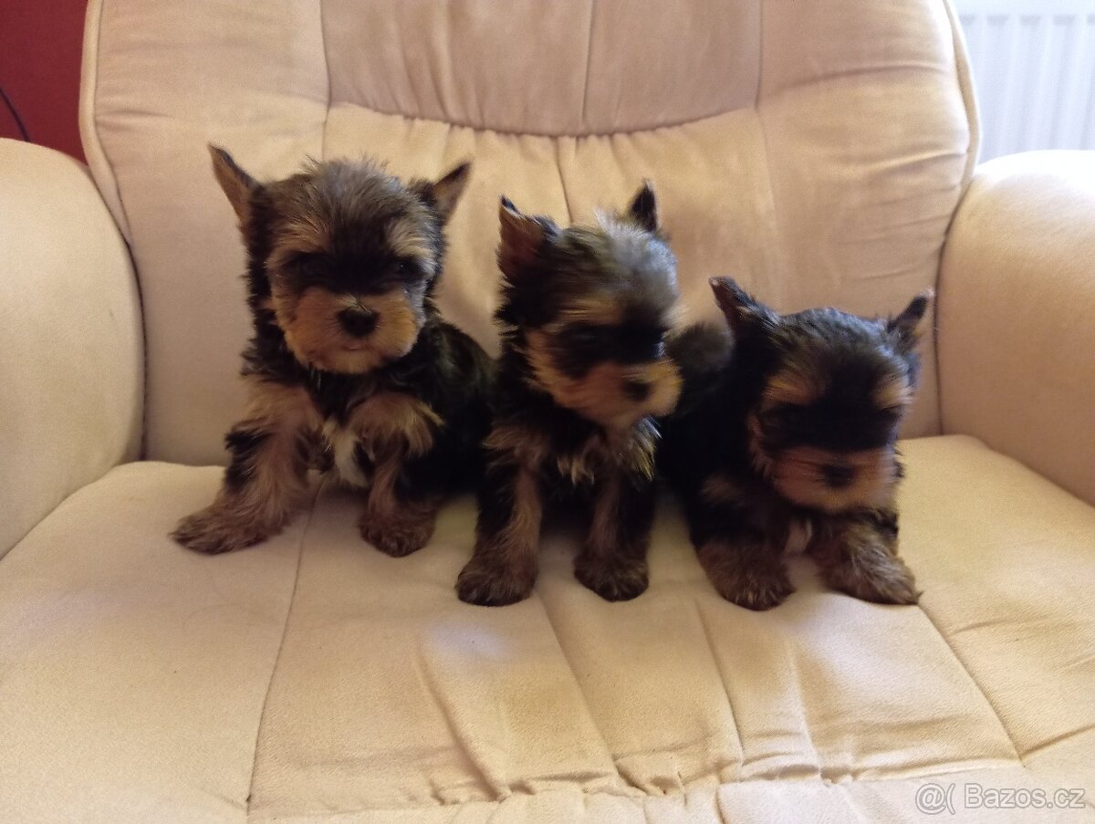 Jorkšírský teriér - 3