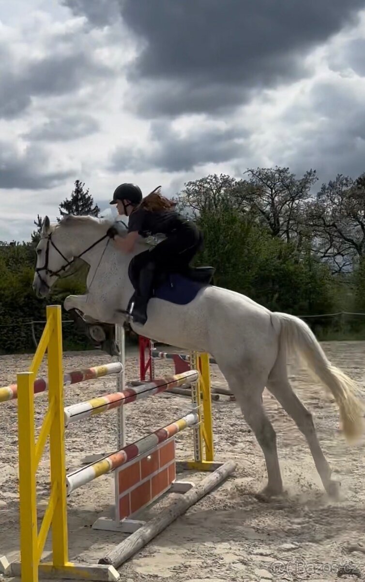 10 letá oldenburská klisna - 3