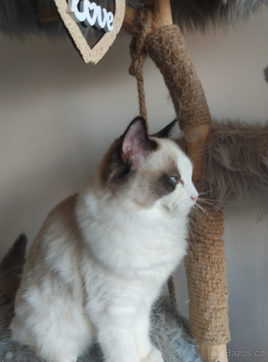 Super koťátka Ragdoll - 3