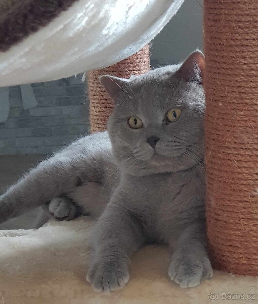 Britský lila kocour ke krytí - 3