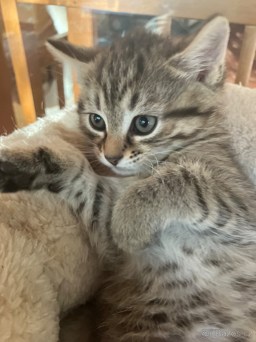 Kotě mainské mývalí - 3