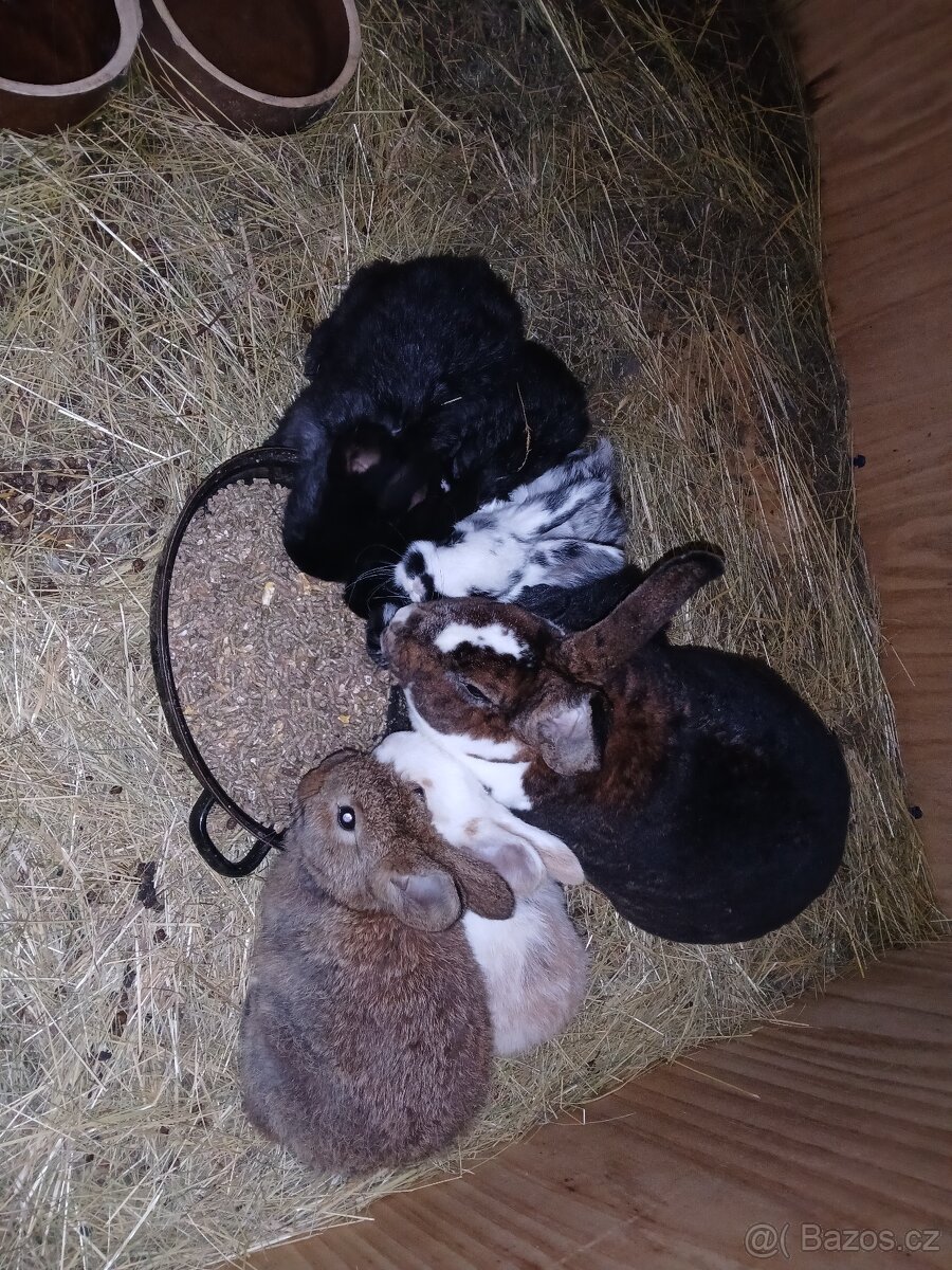 Králíci 2 a půl měsíce - 3