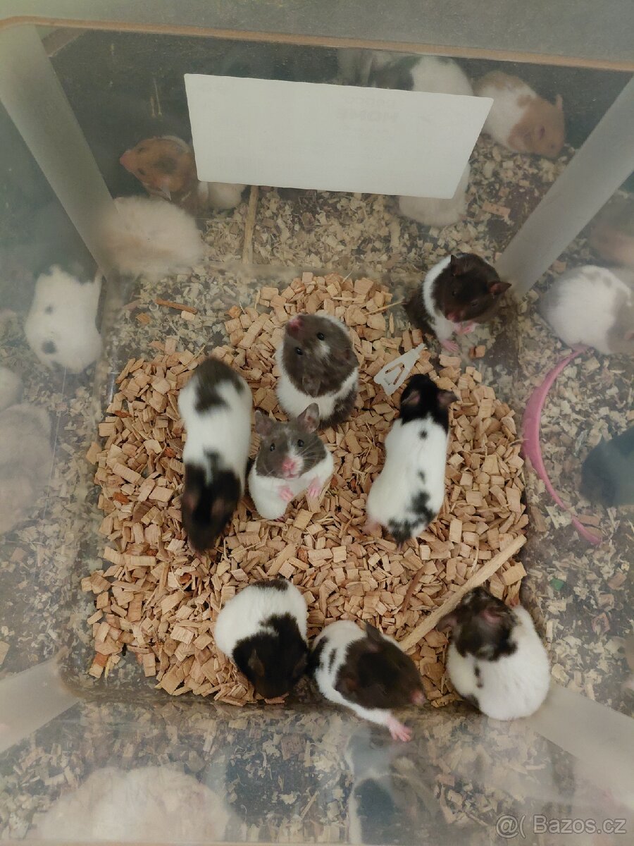 Křeček syrský - 3