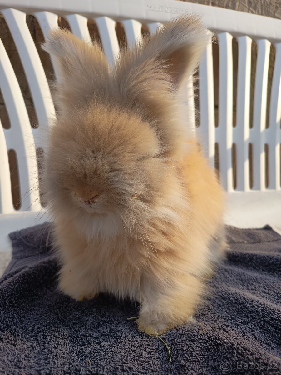 Anglická angora klučík - 3