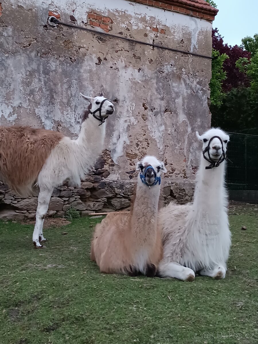 Lama krotká - 3