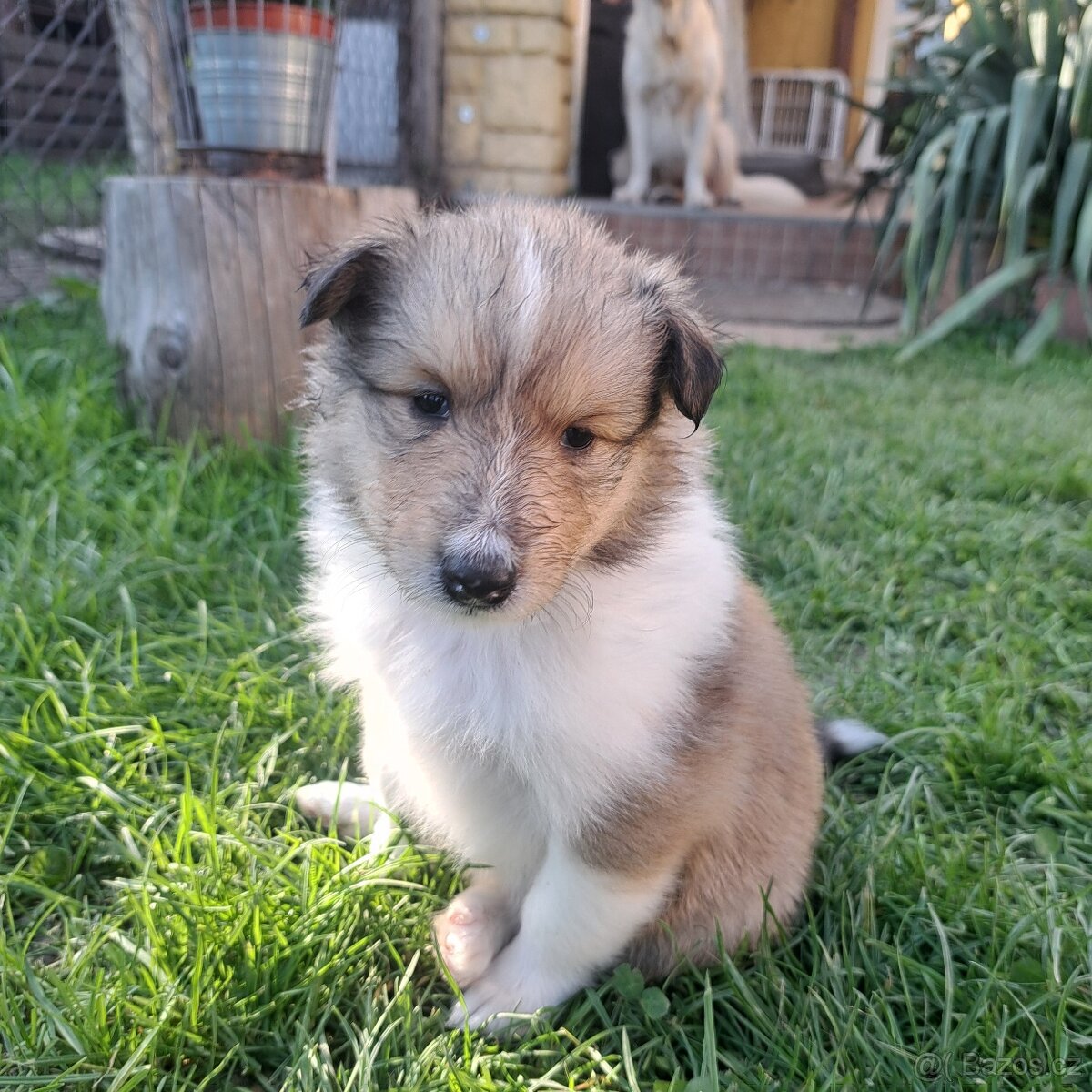 Dlouhosrstá kolie - 3