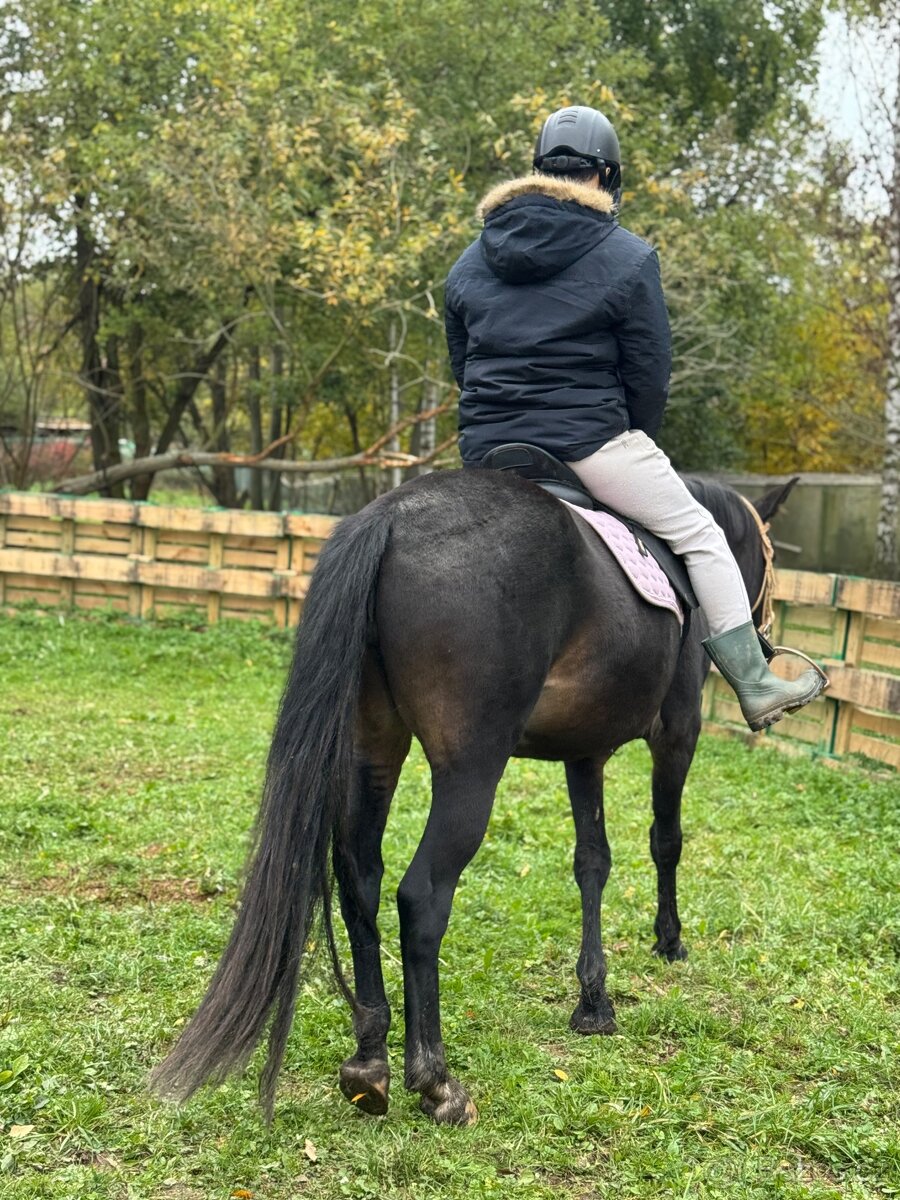 3,5letá klisna WPBR - 3