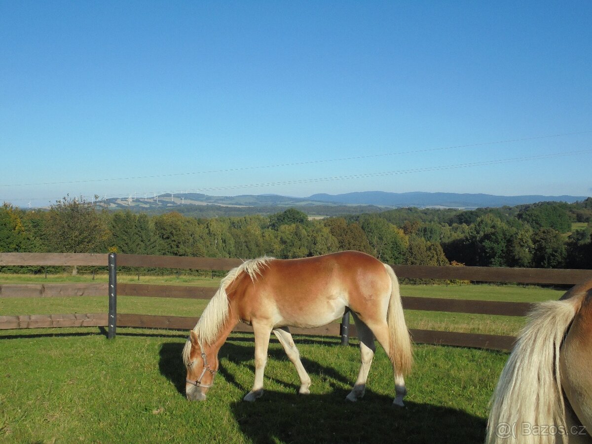 Prodám klisnu Hafling - 3