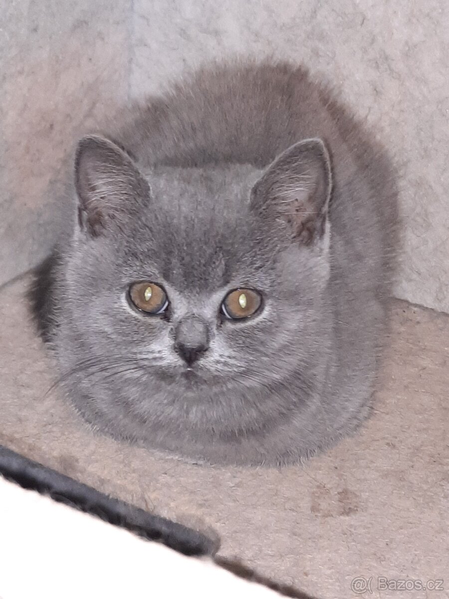 Nabízím čistokrevná britská koťata bez PP - 3