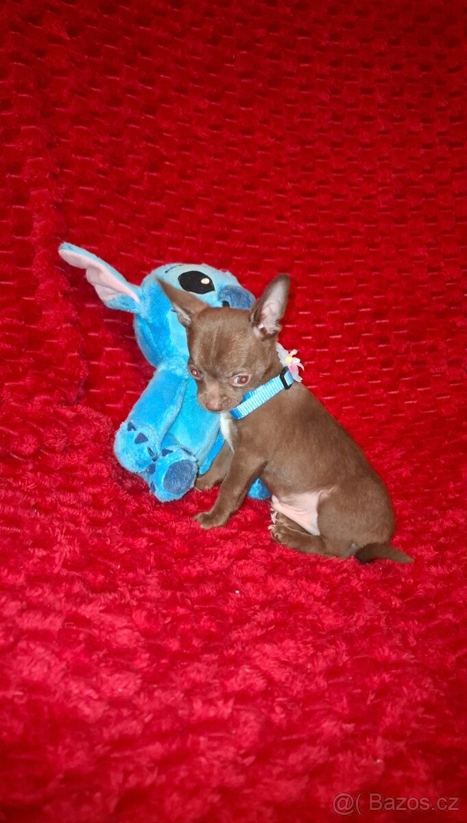 čivava čokoládové šteniatka - 3