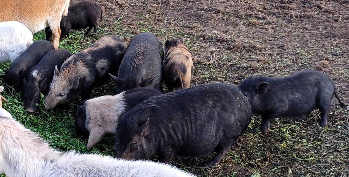 Miniprasátka z Götingenu prodám - 3