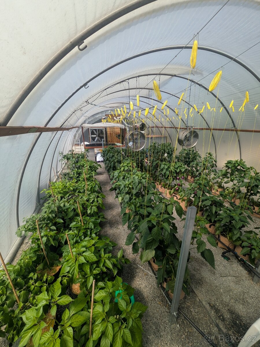 Prodám pálivé (chilli) papričky - 3