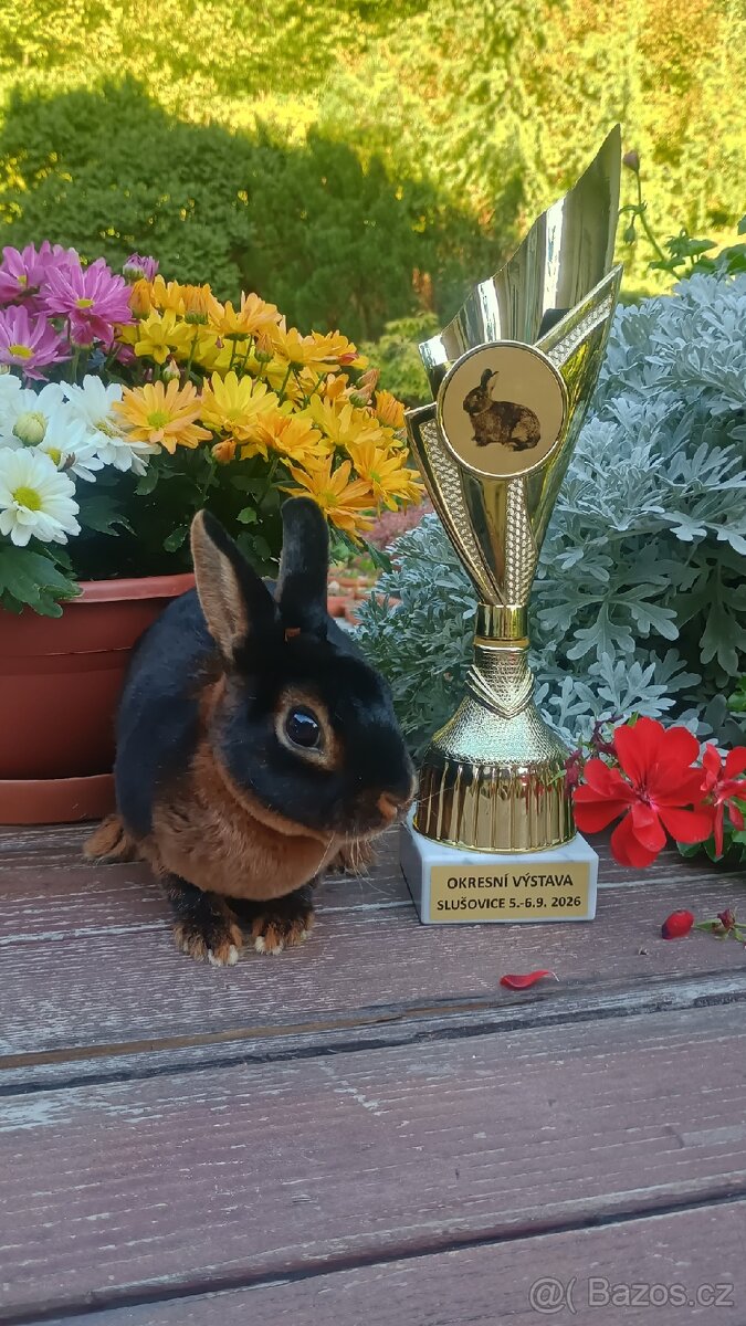 Zakrslý rex tříslový černý sameček 94b - 3