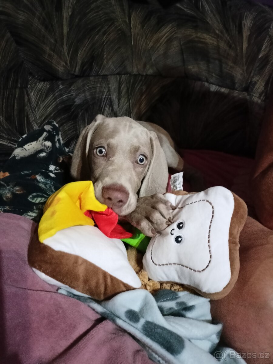 Výmarský ohař - fenka s PP - 3