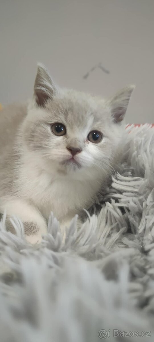 Britská koťátka - 3