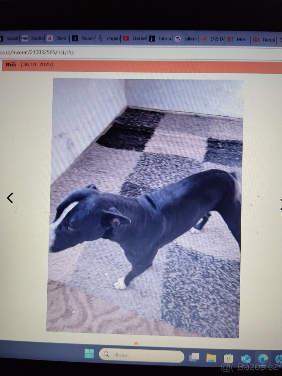 Pozor Pitbulové, kteří jsou útoční - 3