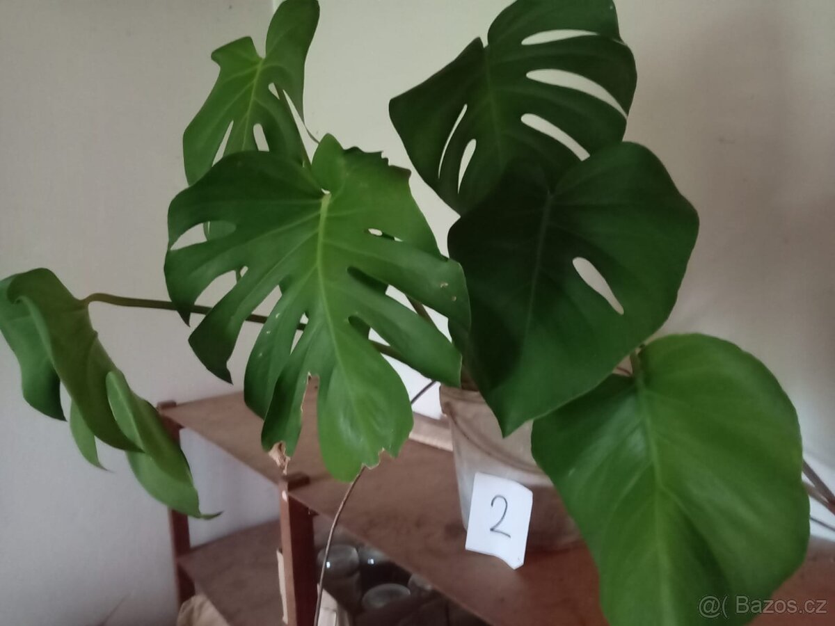 Monstera - 3