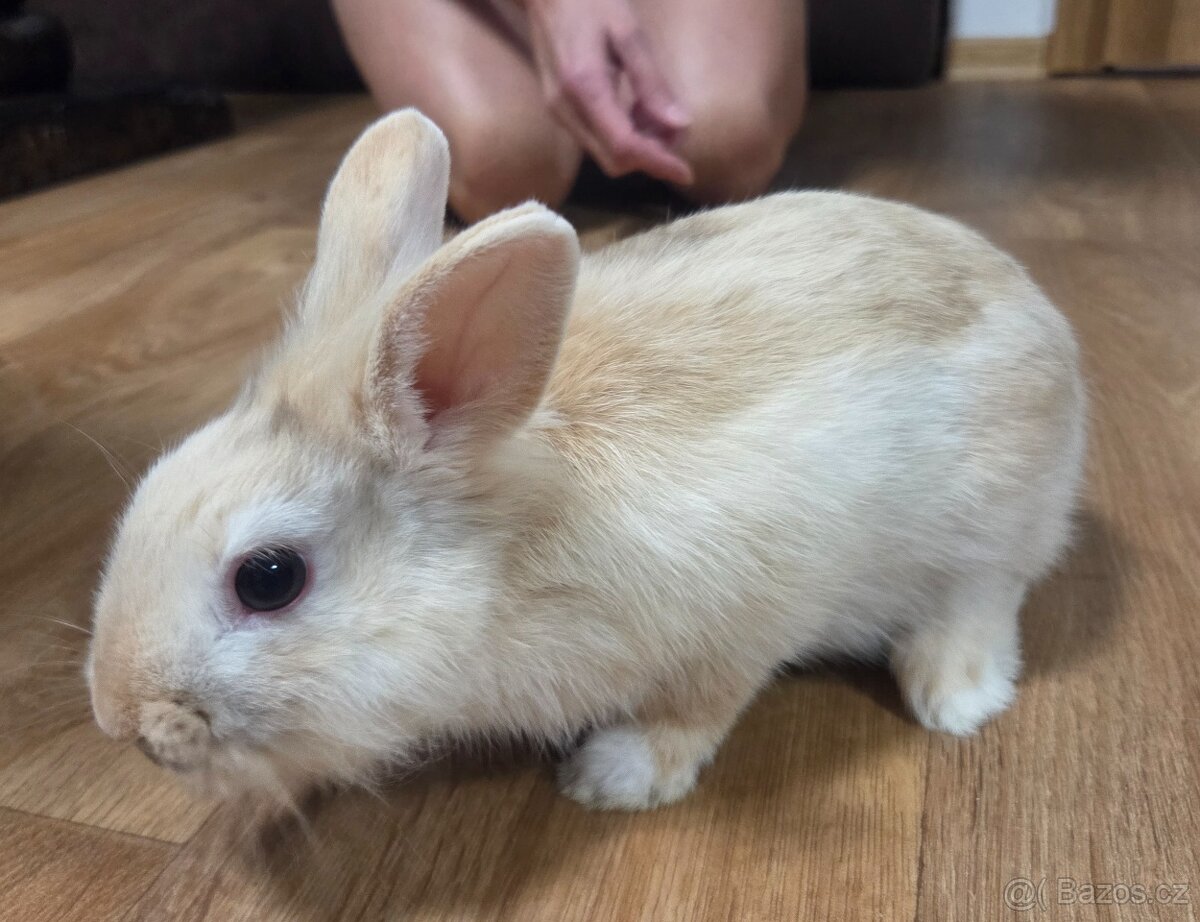 Zakrslý králík - 3