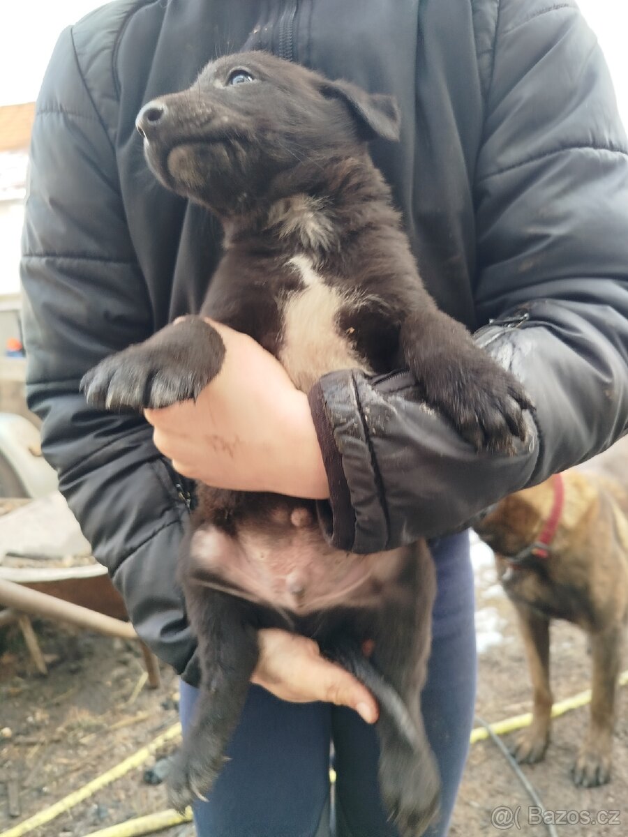 Štěňátka - 3