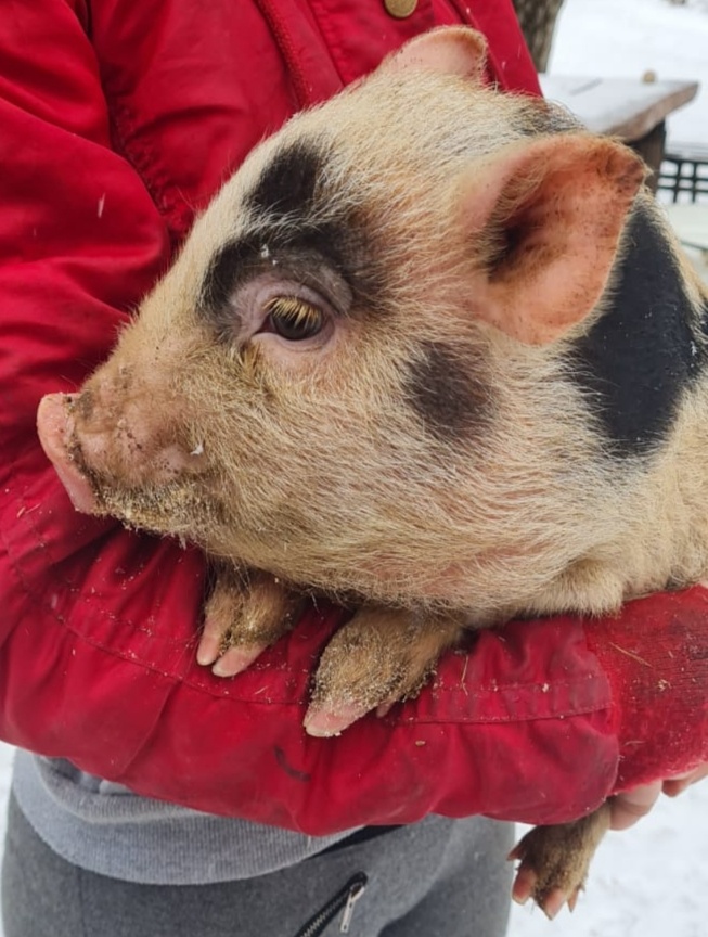 Gottingenské miniprasatko - 3