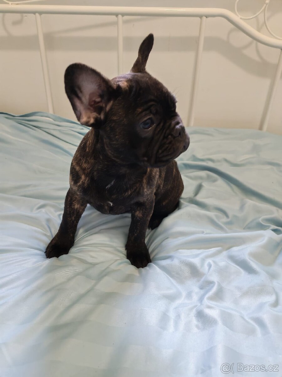 Francouzský buldoček - 3