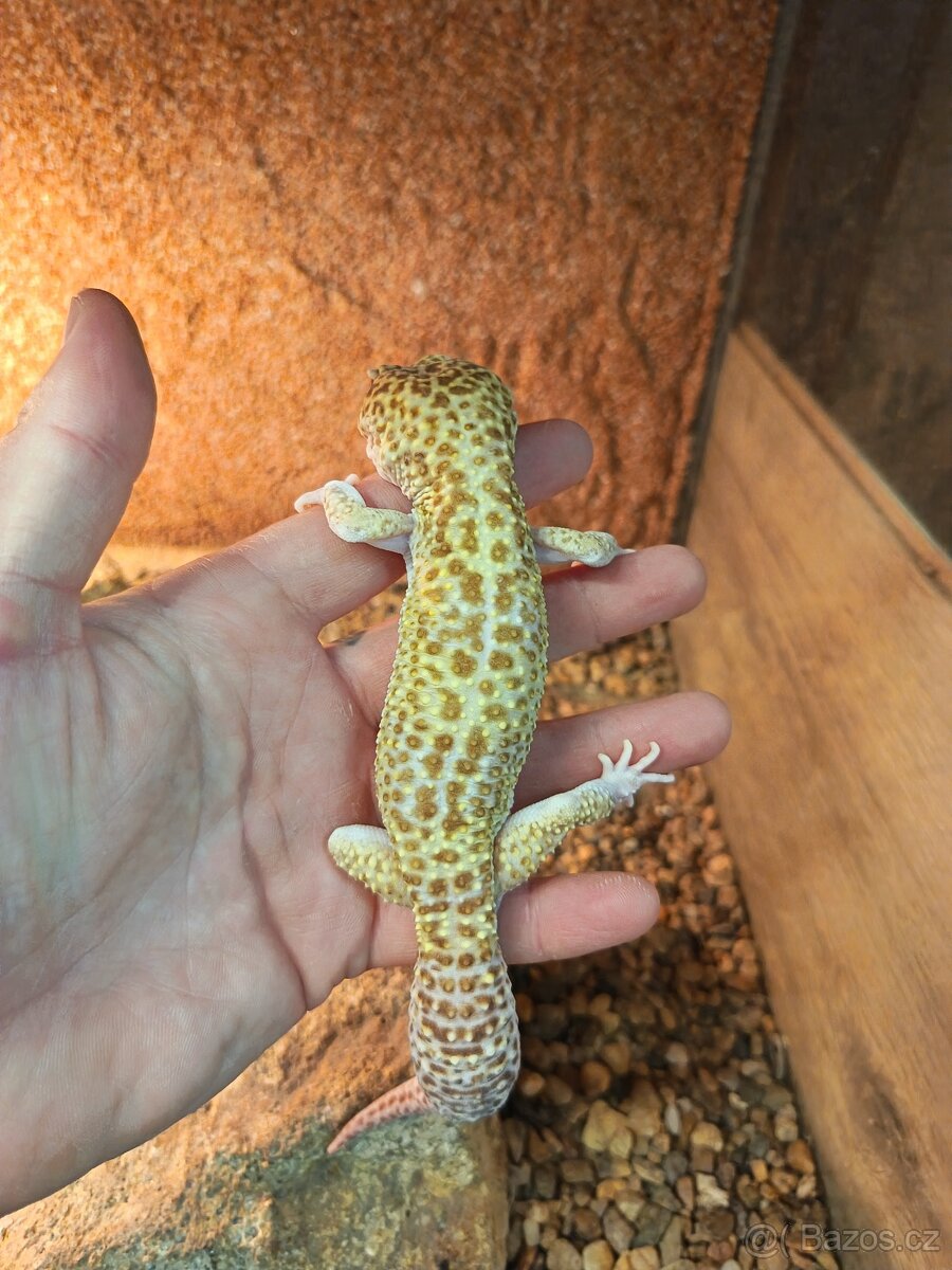 Samec Gekončíka nočního - 3