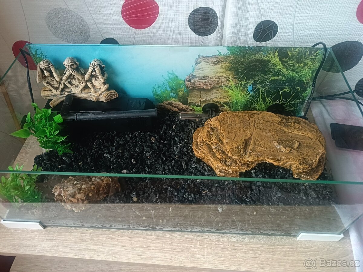 Prodám vodní želvu - 3