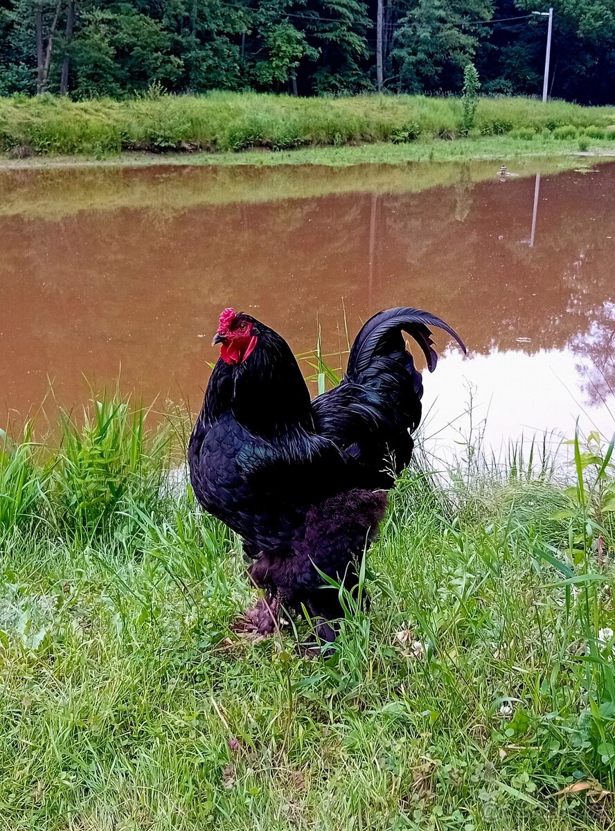 Brahmanka velká - násadbová vajíčka - 3