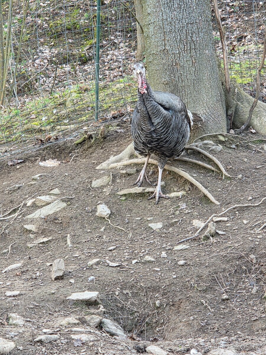 Krůta bronzová - 3