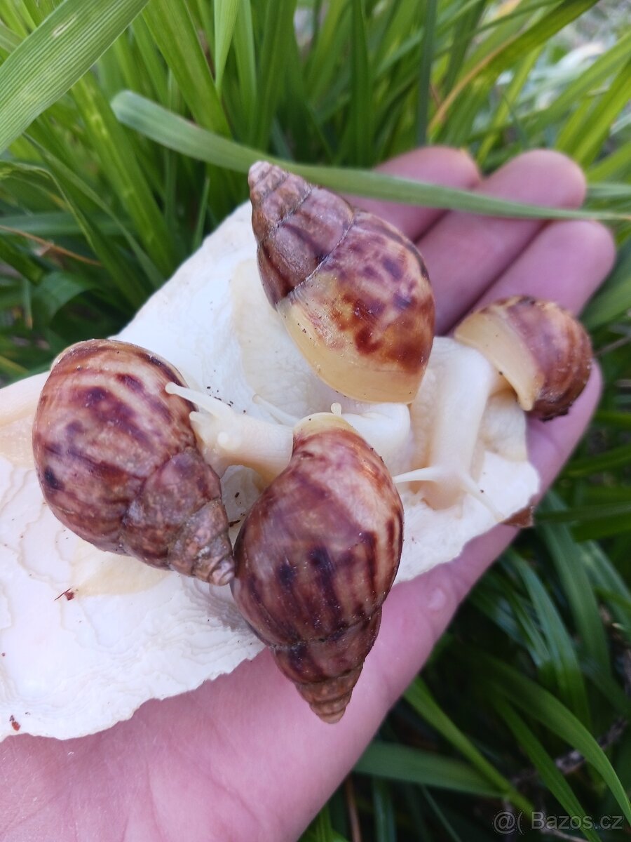 Afričtí šnečci - 3