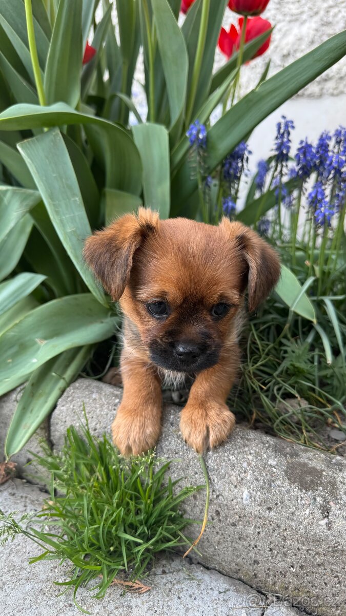 Jorkšírský terier - 3