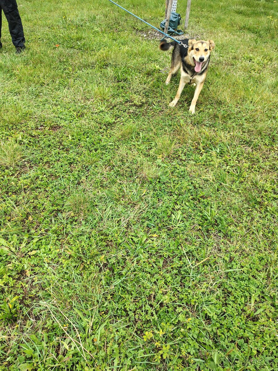 Velký švýcarský salašnický pes x bílý švýcarský ovčák - 3