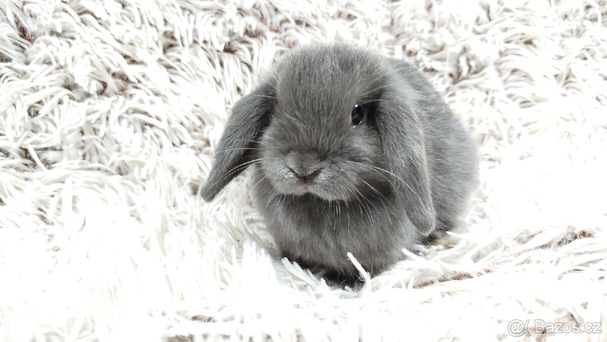 Zakrslý beránek, králíček, králík - KVIDO - 3