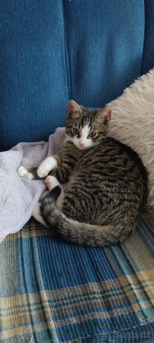Hledá se domov pro nalezeného kocourka - 3