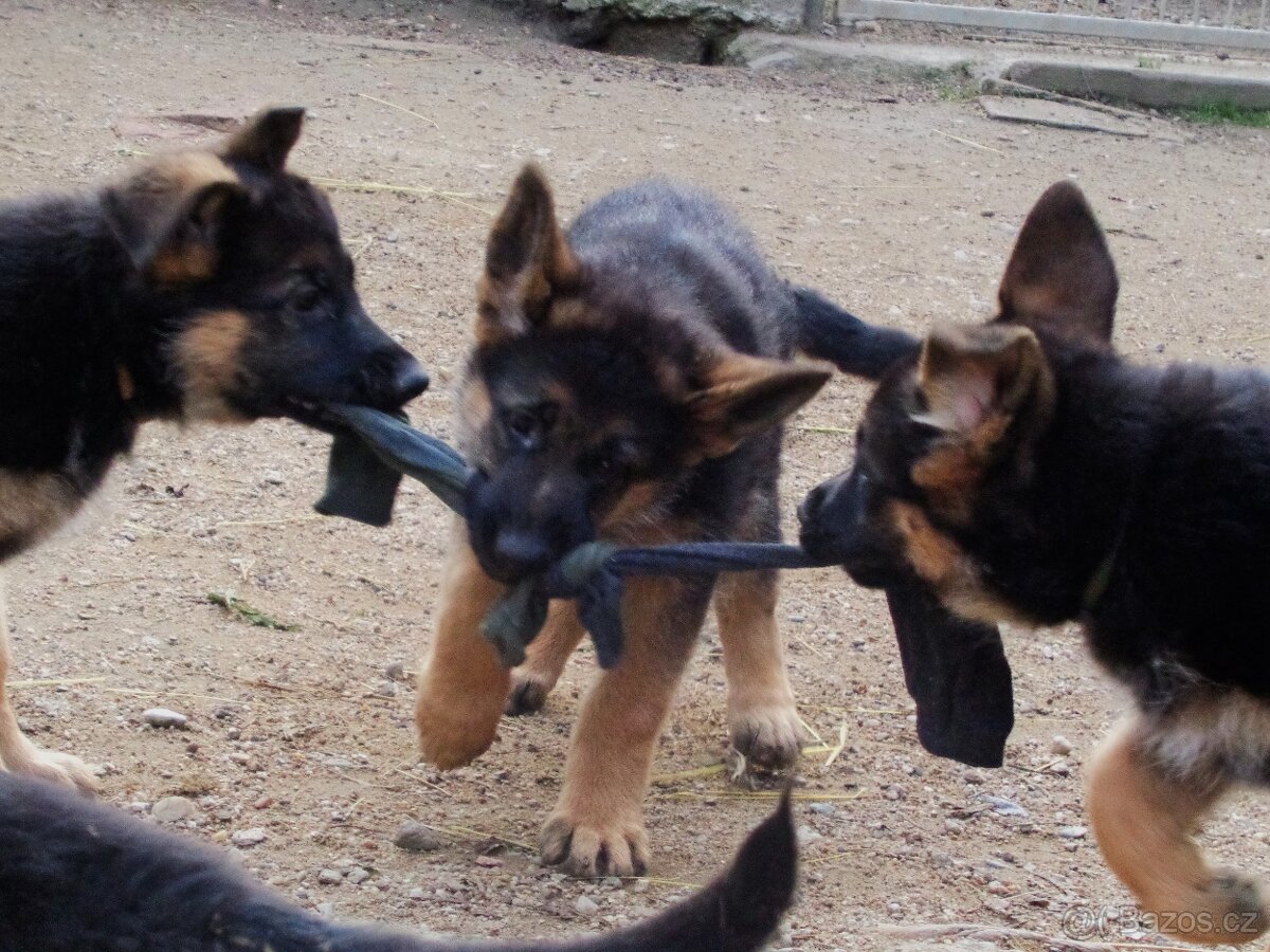 Německý ovčák - 3
