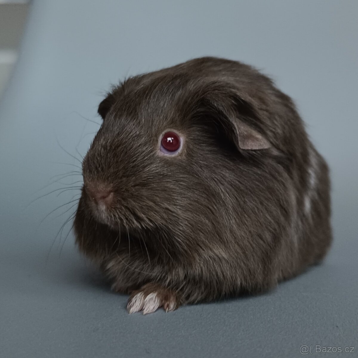 Šeltie - dlouhosrsté morče - 3