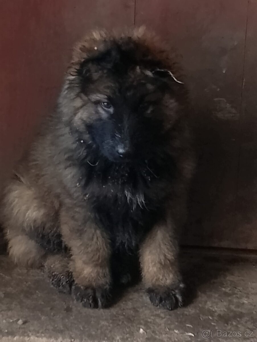 Německý ovčák - 3