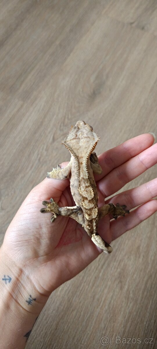 Pagekon řasnatý - mladý sameček (1) - 3