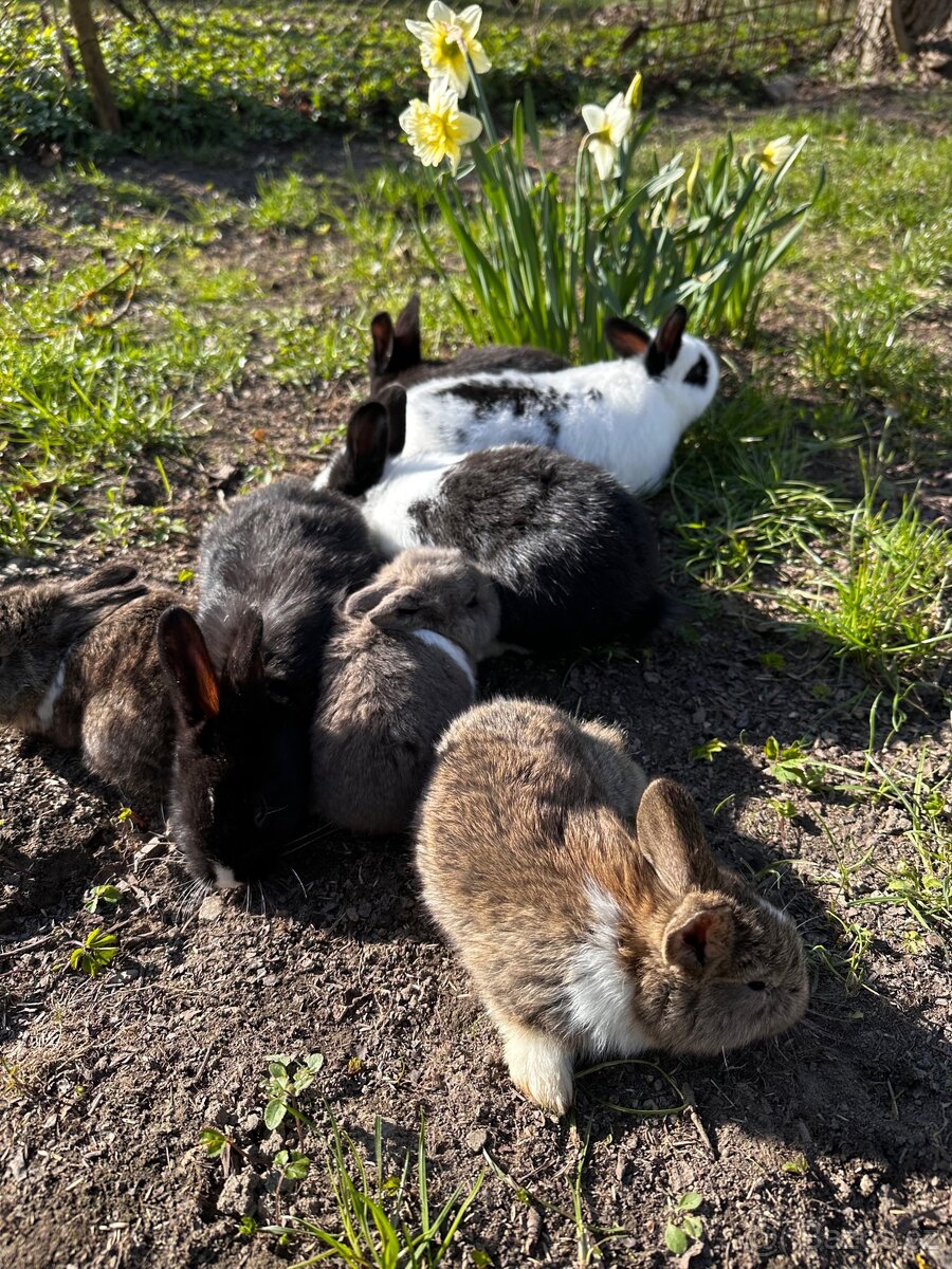 Králíci - 3