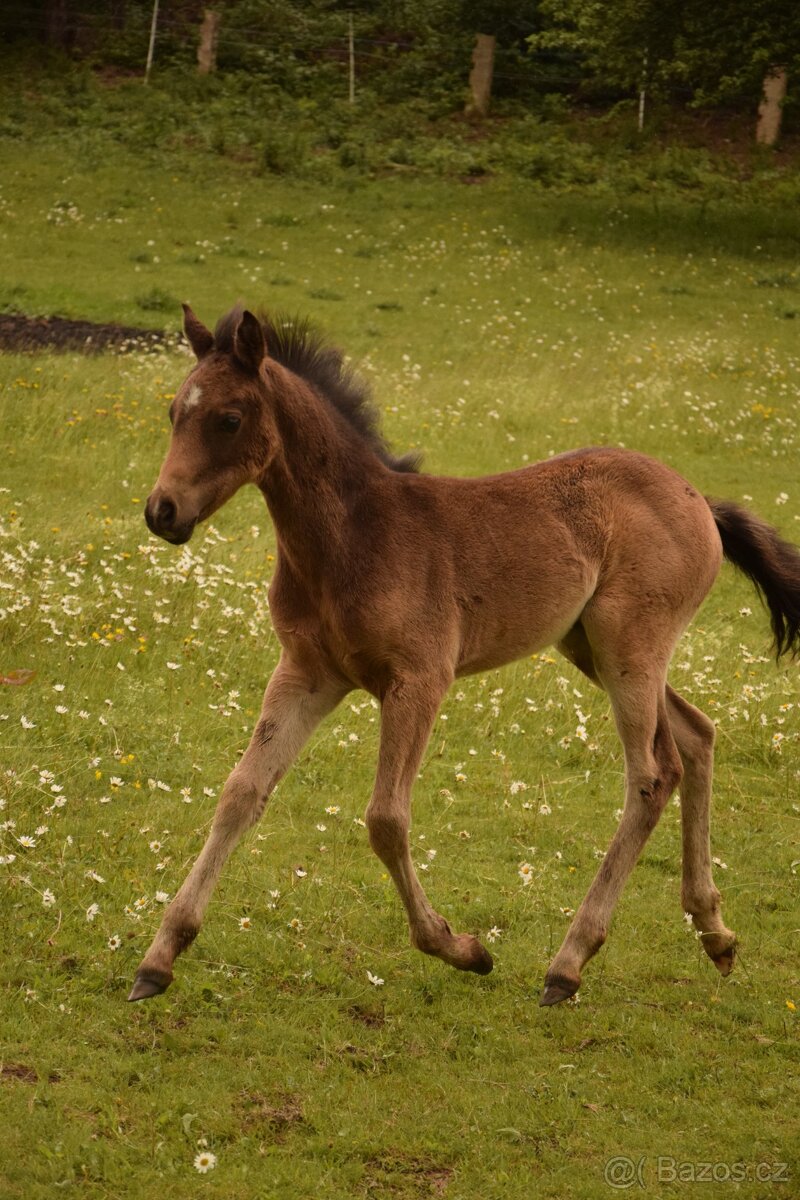Welh part- bred - 3