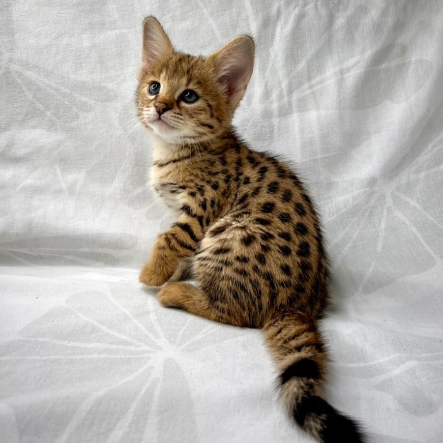 Koťátka plemene Savannah F1 a F2 k dispozici - 3