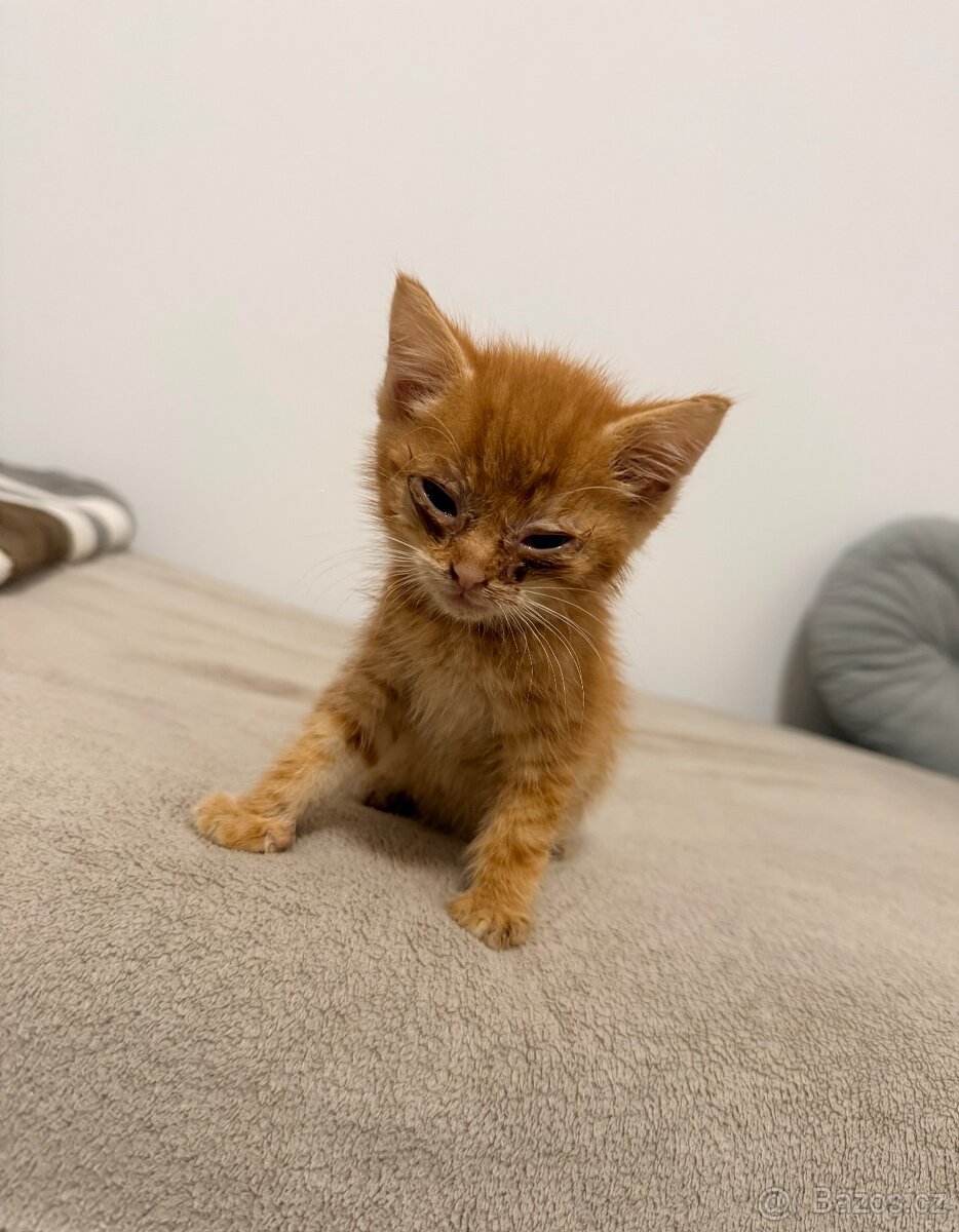 Nový domov pro koťátka - 3